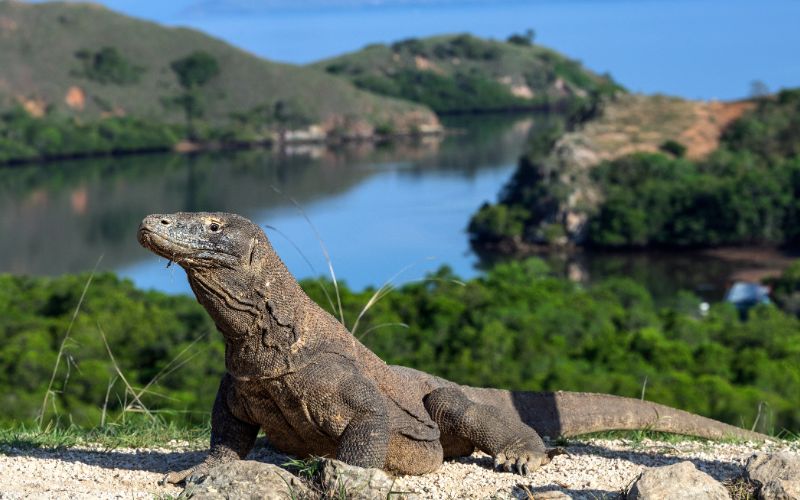 KOMODO