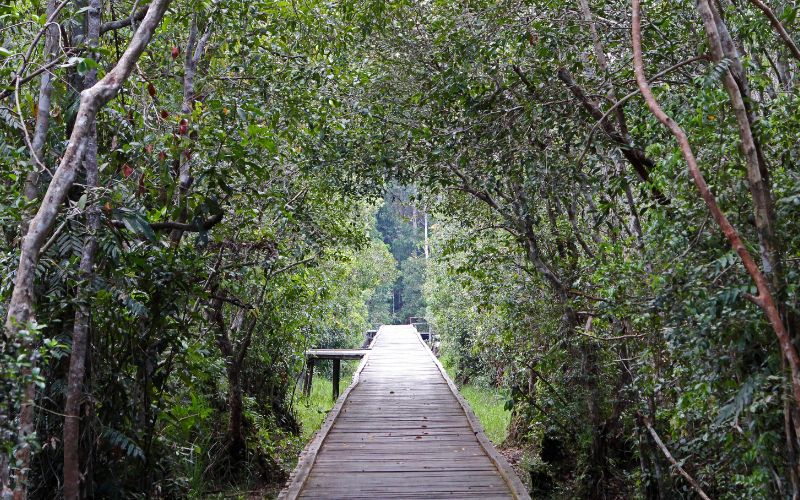 3 DAYS 2 NIGHTS BORNEO ORANG UTAN HOUSEBOAT TOUR