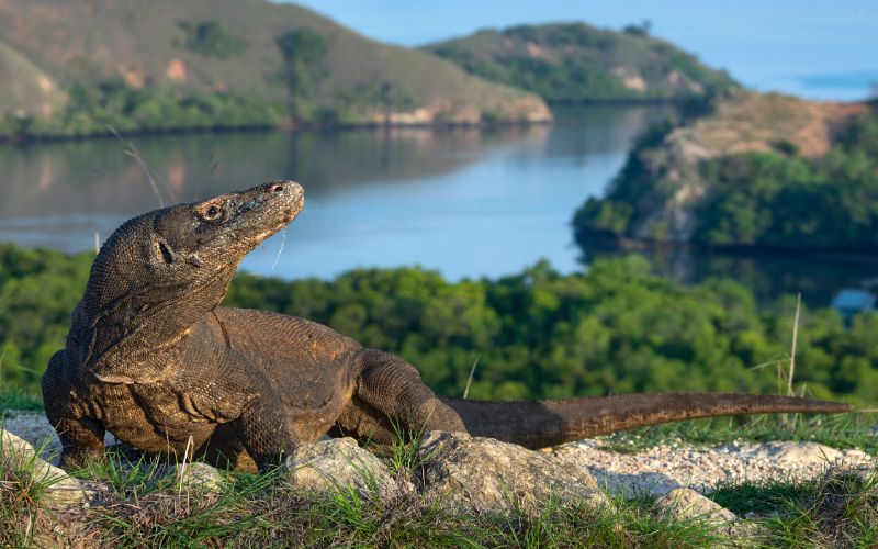 3 DAYS 2 NIGHTS EXPLORING LABUAN BAJO & KOMODO ADVENTURE