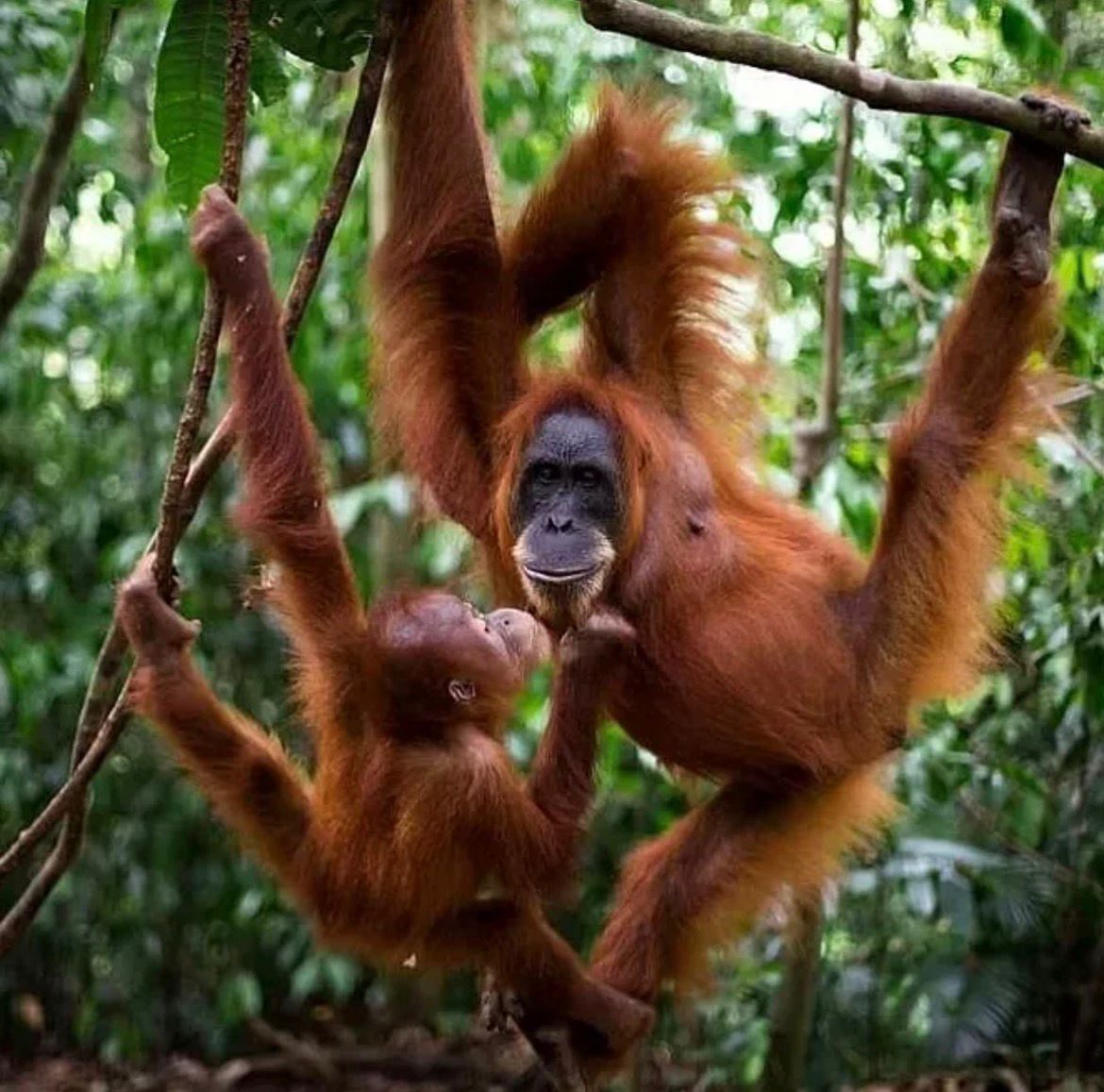 6 DAYS 5 NIGHTS ORANG UTAN LAKE TOBA TOUR