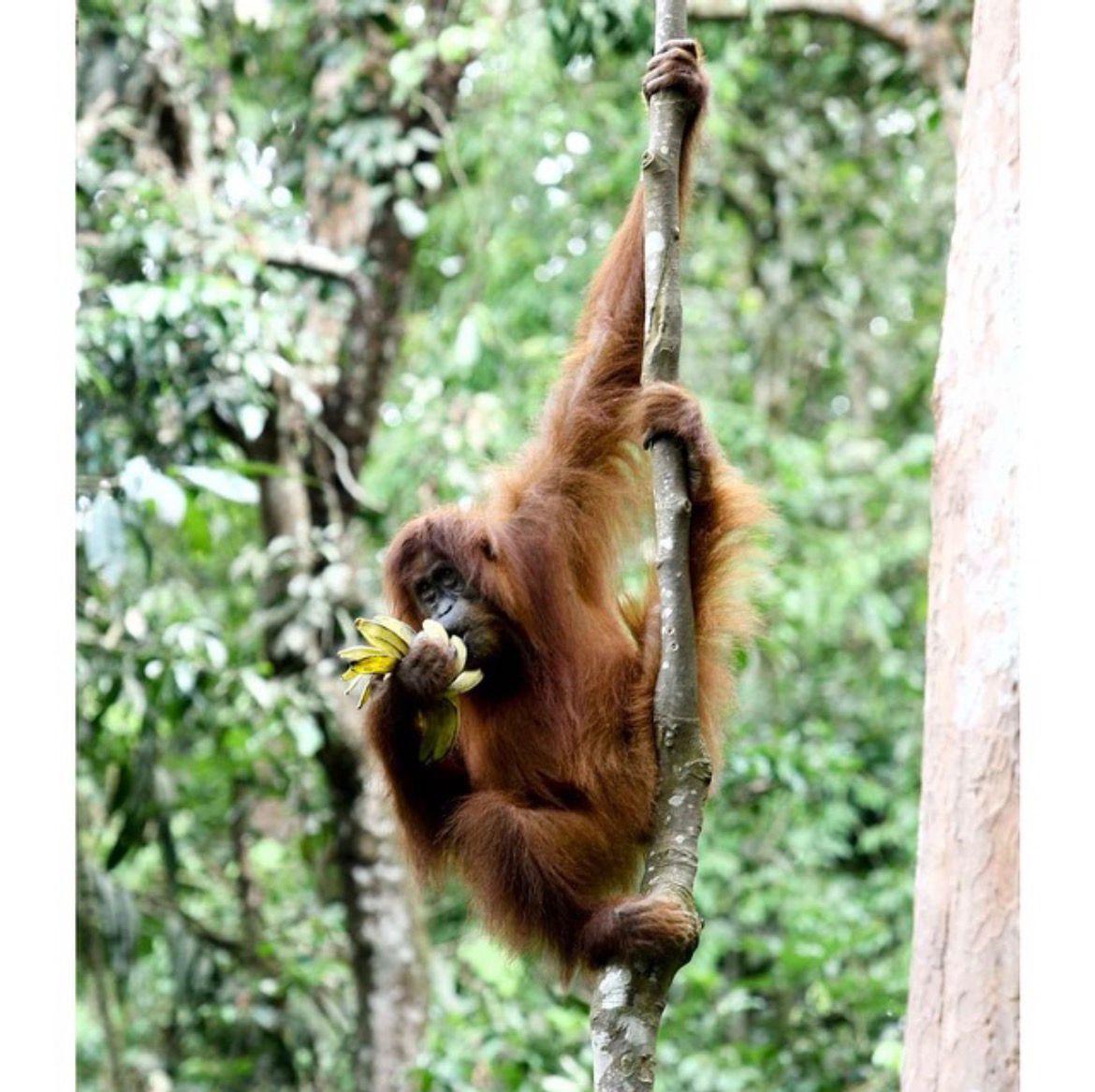 3 DAYS 2 NIGHTS ORANG UTAN TOUR