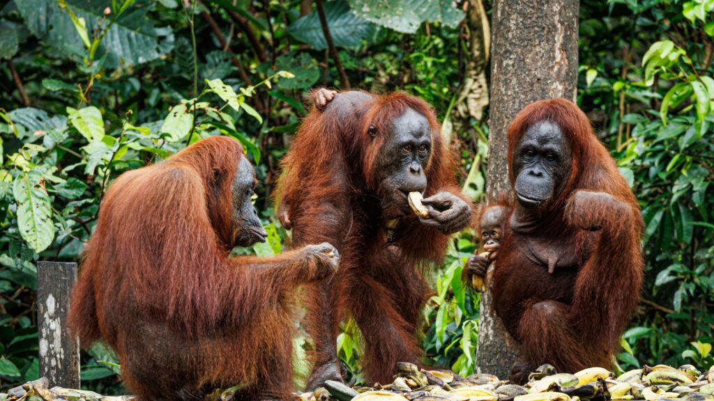 BORNEO